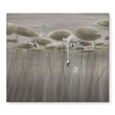 Afdekplaat lotusbloemen met zwaan in water in grijs - Ms Tiff