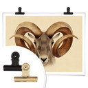 Plakat brązowy - Urial