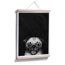 Plakat Graves - Snuggle Pug