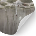 Muursticker lotusbloemen met zwaan in water in grijs - Ms Tiff - Rond
