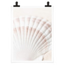 Plakat 1X Studio - Scallop
