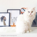 Plakat Wino Nie