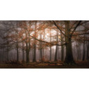 Dingemans - Fototapeta Mgła w jesiennym lesie