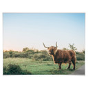 Plakat Highland Cow 01