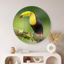 Tableau sur verre van Duijn - Tukan du pêcheur au Costa Rica