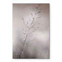 Fototapet Græsstrå med dugdråber - Sillen – print på aluminium (Alu-Dibond)
