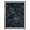 Plakat Botaniczny kontrast