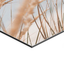 Wandbild Dünengras - Alu-Dibond