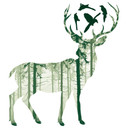 Sticker mural - Cerf vert
