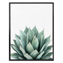 Plakat Sisi & Seb - Succulent