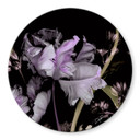 Glasbild Lila Blumen - Guido Maria Kretschmer Kollektion - Rund - Ø 70 cm