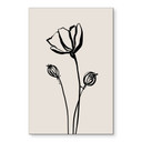 Billede af Line Art Poppy - Cats & Dotz – print på aluminium (Alu-Dibond)