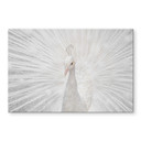 Tableau sur verre Fegari - Paon blanc