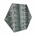 Hexagone - alu-Dibond 1X Studio - Cactus