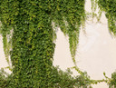 Fototapeta bluszcz zielony kremowy - tapeta flizelinowa Industrial Livingwalls - matowa i gładka