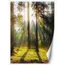 Fototapete, Morgensonne im Wald