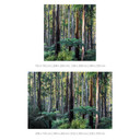 Fotomural naturaleza bosque de eucaliptos en el Yarra Ranges - Colombo