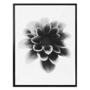 Plakat Grønkjær - Dahlia