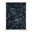 Plakat Botaniczny kontrast