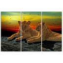 3 stykke lærredsprint, Lions Wilderness Africa Nature