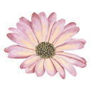 Sticker mural Marguerite - Rose