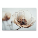 Akrylbillede tør blomster beige natur poesi - Treechild