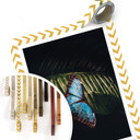 Plakat niebieski motyl