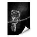 Zelfklevende Poster - Wilianto - Staring Owl