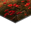 Wandbild Mohnfeld im Sonnenuntergang - Alu-Dibond