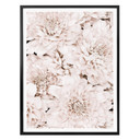 Plakat 1X Studio - Aster Apricot