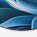Tableau sur alu-Dibond rond Wechsler - Plantes d'agave 
