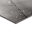 Fototapet Græsstrå med dugdråber - Sillen – print på aluminium (Alu-Dibond)
