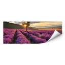 Zelfklevende Poster  Lavendel in de Provence