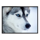Plakat Lodowe niebieskie oczy