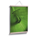 Poster - Feuille de banane