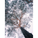 Fototapet - Krivec - Winter Tree Lines - 192x260 cm