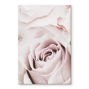 Akrylbillede 1X Studio - Precious rose