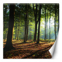 Fototapete, Wald Baume Sonne Natur Landschaft