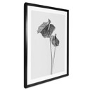 Plakat Grønkjær - Anthurium czarno-białe