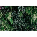 Fotomural Paredes de Patel 3 Deep Green 2 verde