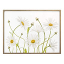 Plakat Disher - Ox eye Daisies