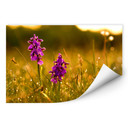 Zelfklevende Poster - Flowers in the Morning