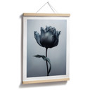 Aksamitny tulipanowy plakat w kolorze czarnym - Paksoylu