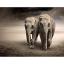 Fototapet Elefanterna - 336x260 cm