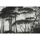 Architects Paper Papier peint photo Atelier 47 Treetops forêt