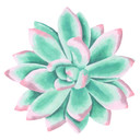 Sticker mural Echeveria 