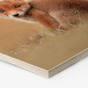 Hexagon Hout van Duijn - Baby Fox