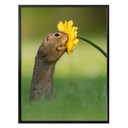 Plakat van Duijn - Wiewiórka ziemna wąchająca kwiatek