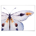 Plakat Kvilis - Motyl 01