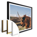 Plakat - Highland Cow 02